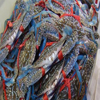 资阳海鲜活体空运